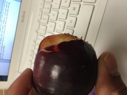 plum.jpeg