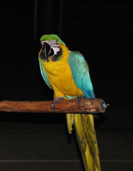 parrot.png