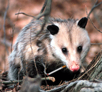 possum_puff.gif