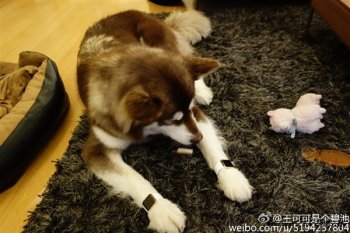 13015-7371-wang-si-cong-dog-apple-watch1-l.jpg