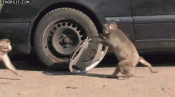 STEAL.gif