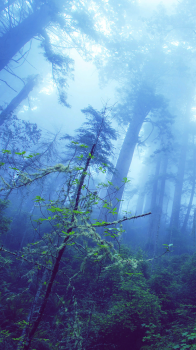 Forest.png