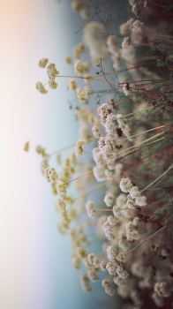 Flower Heads.png