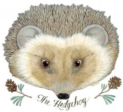 the_hedgehog.jpg