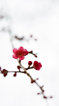 Blossom.png
