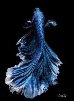 betta.jpg