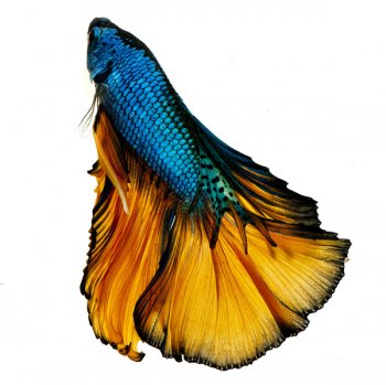 betta2.jpg