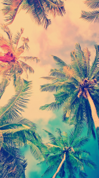 Palms.png