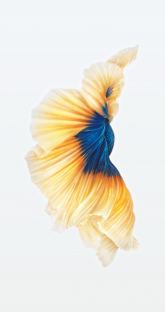 Blue & Gold.png