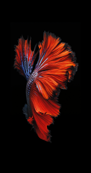 Red.png
