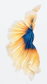 image.jpeg