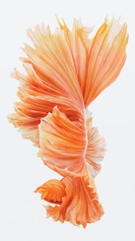 image.jpeg