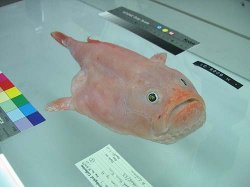 coffinfish2.jpg