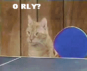 Cat PingPong.gif