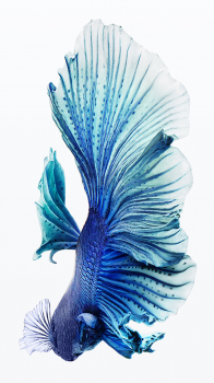 Blue Fish 1242.png