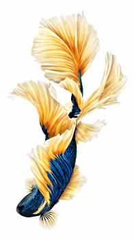 Gold Blue Fish 750.png