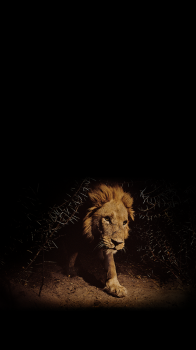 Lion.png