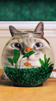 Cat and Fish.png
