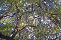 Mossy.jpg