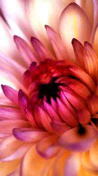 Chrysanthemum 01.png