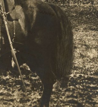 grant tail.jpg