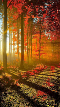 Fall Morning.png