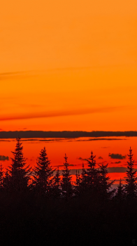 Tree Sunset.png