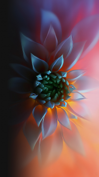Flower Bloom.png