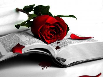 Red-Rose-And-Book-Wall.jpg