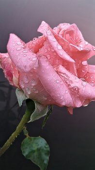 Pink Rose.png