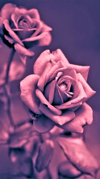 Pink Roses.png