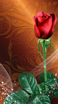 Red Rose 02.png