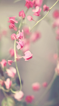 Pink Flowers.png