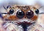 spider.jpg