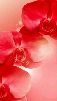 Red Flowers.png