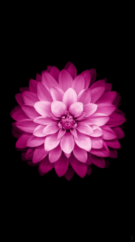 Pink Flower 02.png