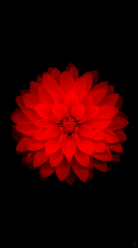 Red Flower 02.png