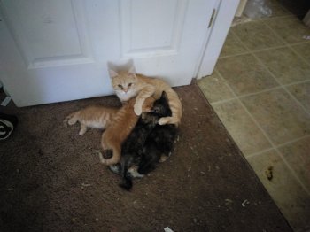 image.jpeg