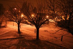 snow-24Jan-2.jpg