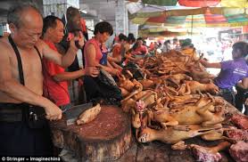dog eatint +++++++++.jpg