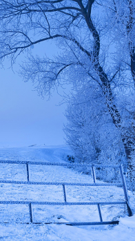 Winter.png