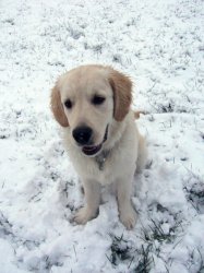 Snowloki.jpg
