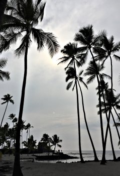 13x19 Trees.jpg