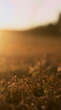 Morning Light.png