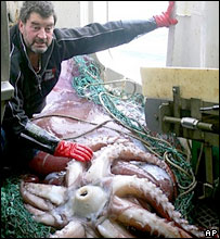 _42600139_squid203.jpg
