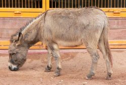 Donkey.jpg