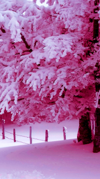Snowy Trees 01.png
