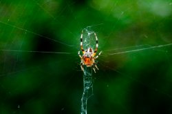 spider.jpg