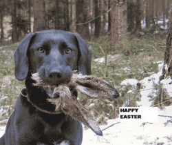 easter-dog.gif