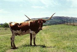 wrcow2.jpg